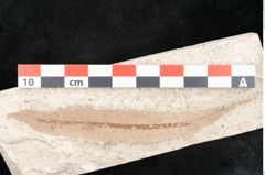Foto (Detailansicht) von Banksia ungeri Ettingshausen (NHMW-GEO-2024-0188-8143)